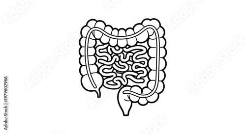 Human Digestive System Anatomy Illustration: Intestines and Colon