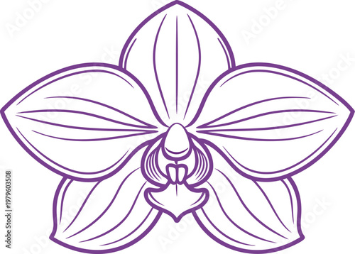 Orchid Flower Botanical Study Set. Elegant Orchid Blossom Collection. Orchid Bloom Floral Illustration Set. Tropical Orchid Plant Drawing Set. Orchid Flower Line Art Collection. Natural Orchid Blossom