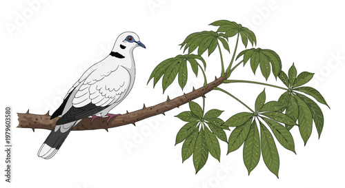 White mourning dove perched on a spiky tropical branch illustration isolated on white background