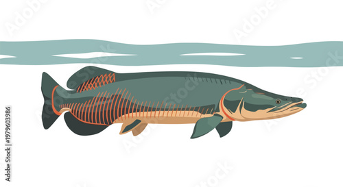 Ancient coelacanth fish swimming underwater in river stream isolated on white background