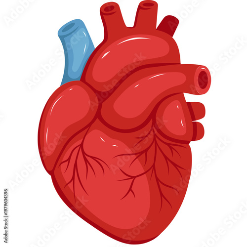 Anatomy of a human heart organ.