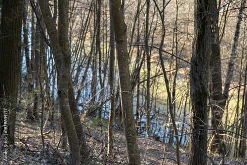 Spring forest with tall trees. The bright sun illuminates the trunks. The concept of awakening nature, warm days. A weekend walk among a deserted park, a forest without people. Authentic background