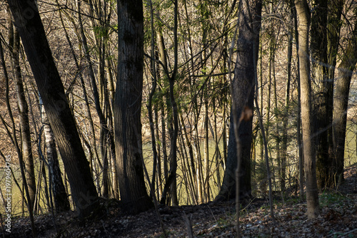 River forest spring tree trunks. View of the river through the spring forest. The warm rays of the sun illuminate the shore. Mysterious mysterious atmospheric landscape. Awakening of nature concept