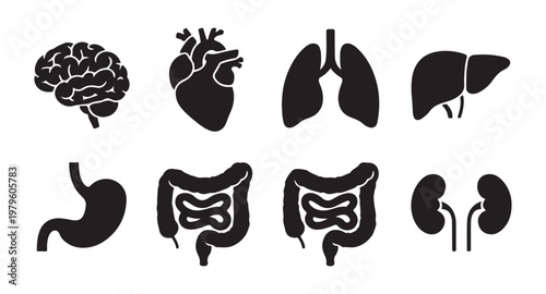 Set of black human organs icons including brain, heart, lungs, liver, stomach, intestines, kidneys.