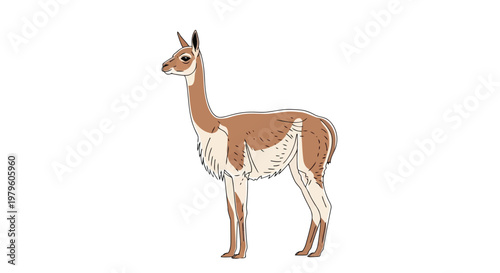 Elegant vicuna standing in profile against a simple white background isolated on white background