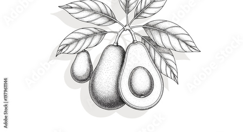 Botanical illustration of avocados on a branch with leaves, rendered in a stippling technique