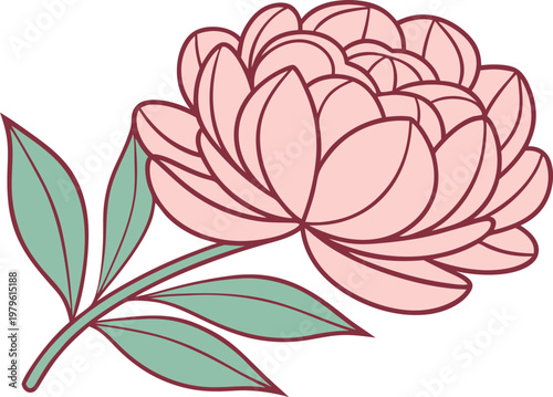 Peony Flower Botanical Study Set. Elegant Peony Blossom Collection. Peony Bloom Floral Illustration Set. Peony Flower Line Art Collection. Natural Peony Blossom Design Set. Peony Garden Flower Study