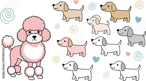 Cute Poodle Dog Character Collection with Different Colors and Poses Surrounded by Hearts and Swirls Cartoon Style Vector Illustration for Pet Design.