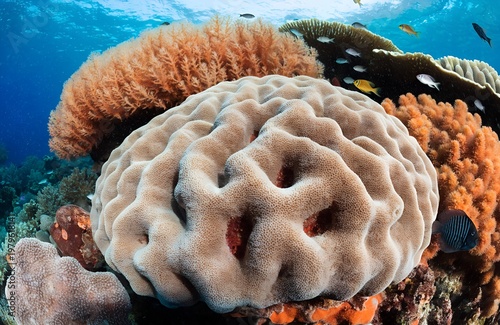 Vibrant Coral Reef Ecosystem Close-Up – Underwater Marine Life & Tropical Fish Scene