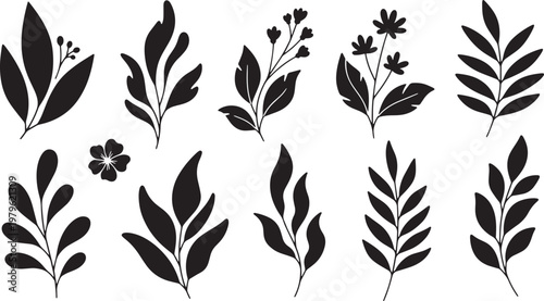 Botanical silhouettes a collection of delicate leaf and floral illustrations in black and white