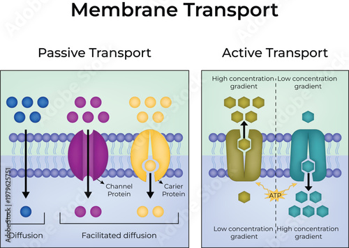Membrane Transport design vector