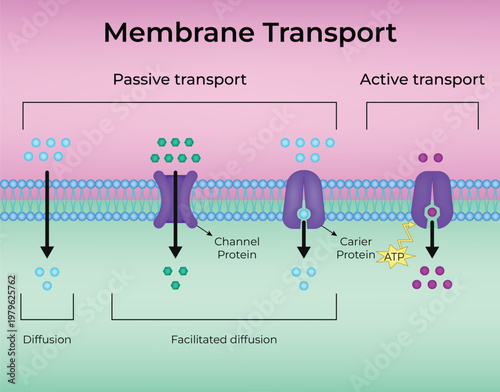 Membrane Transport design vector