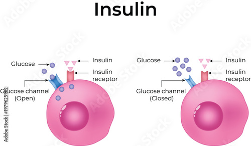 Insulin Cells Cliparts Design Vector