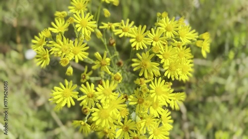 Jacobaea erucifolia, the hoary ragwort, is a species of flowering plant in the genus Jacobaea of the family Asteraceae. It is swaying in the wind on a sunny day.