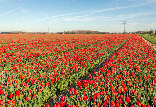 Large field of red-flowering tulips at a specialized bulb grower. The photo was taken at the beginning of spring on the former Dutch island of Goeree-Overflakkee in the province of South Holland.