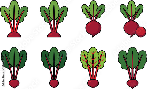 Set of beetroot vegetable illustrations with leaves in flat vector style, fresh organic beet collection isolated on light background