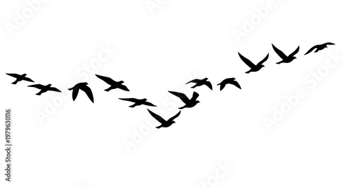 Flock Of Birds Flying In Formation Silhouette Migration