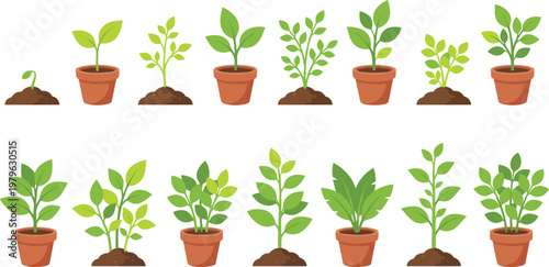 Set of plant growth stages in pots and soil with green leaves, flat vector illustration of gardening, cultivation and natural development process