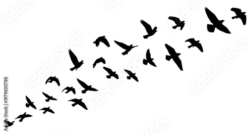 Flock of Birds in Flight Silhouette, Dynamic Movement, Wildlife and Freedom
