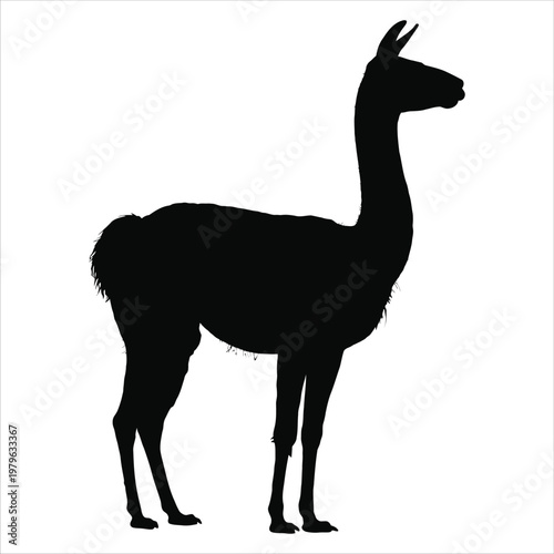 A striking black silhouette of a majestic llama standing in profile elegantly defined silhouette