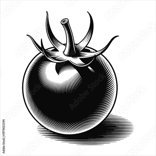 A detailed engraving depicts a ripe tomato with intricate lines and shading a striking silhouette