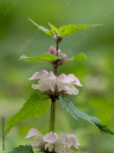 春の山野のオドリコソウ
