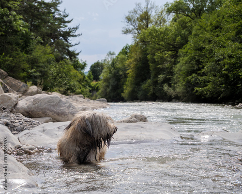 Schilderij op canvas Pyrenean Sheepdog Standing In A Rocky Forest River
