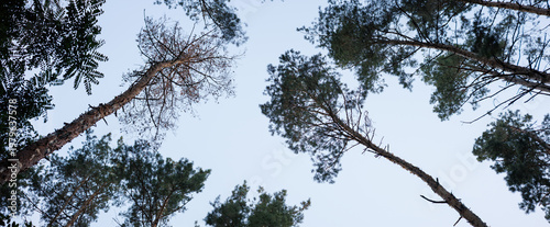 Bottom view of spruce tree tops in forest