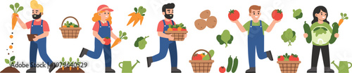 Farmers Harvesting Vegetables, Collecting Carrots, Tomatoes, Potatoes, and Leafy Greens in Garden for Agricultural and Organic Illustrations