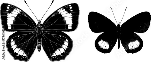 A symmetrical meadow brown butterfly top features bold solid black shapes against a pristine white background, rendered in minimalist flat vector art with flawless sharp edges and high contrast