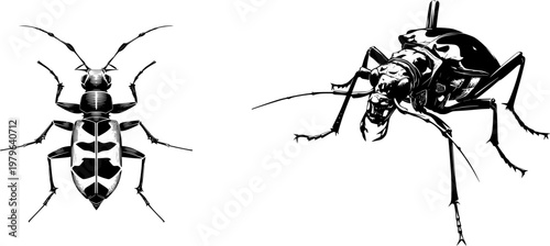 A tiger beetle in a fierce stance, its solid black form with crisp white contours against a minimalist background, embodies the essence of speed and aggression