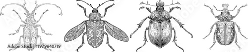 The violin beetle, with its exquisite black outline against a stark white background, showcases intricate line art in a monochrome coloring book style, perfect for vector tracing