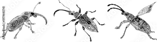 A detailed, intricately designed weevil with a long curved snout stands against a stark white background, showcasing an elegant black outline and complex line art in a monochrome coloring book style
