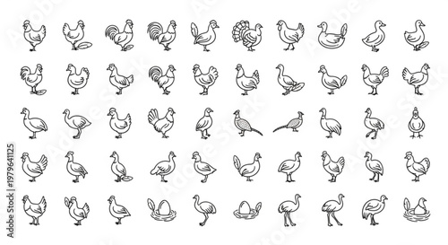 An illustration shows various chickens and roosters standing in different poses.