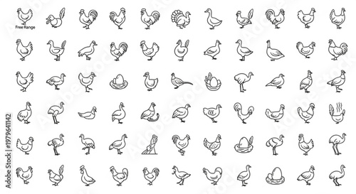 An illustration depicts various chickens and turkeys in different poses.