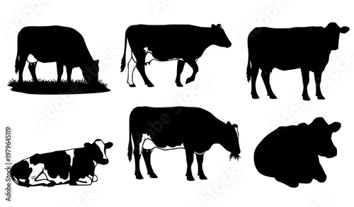 Cows Silhouettes Set in Different Poses Grazing Walking Standing Farm Animals Vector Collection
