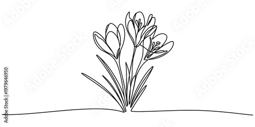 Continuous line drawing of three crocus flowers growing from the ground in a minimalist style.