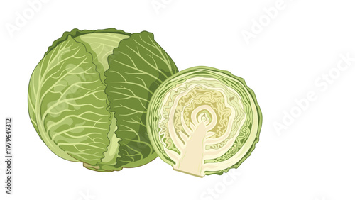 Fresh green cabbage head shown whole and sliced in half revealing the inner layers in a realistic flat illustration.