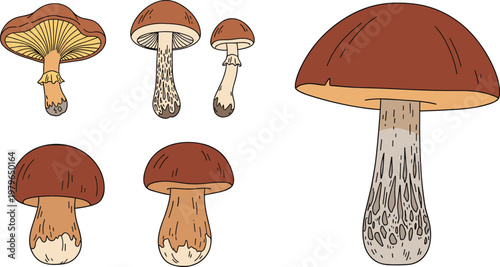 Mushroom Collection Featuring Various Fresh and Edible Varieties for Food and Farm Illustrations