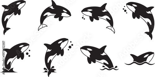Collection of dynamic vector illustrations showcasing playful killer whales in various active poses, leaping, swimming, and splashing, ideal for marine life designs and educational materials