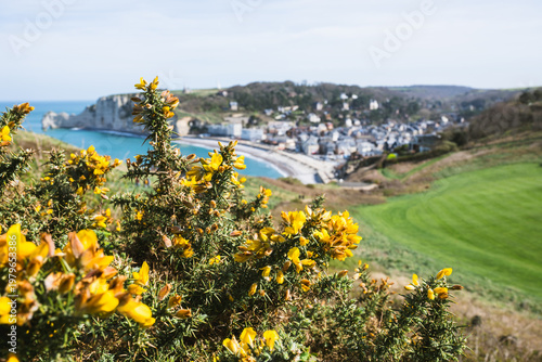 Photos Yellow gorse flowers on coastal hill overlooking Etretat cliffs and seaside town