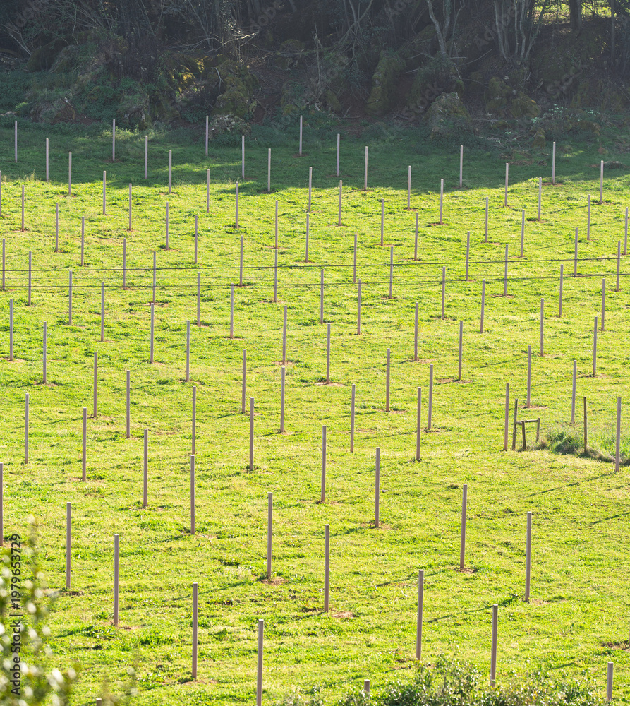 Fototapeta premium White Post Grid Across Sunlit Green Farm Field