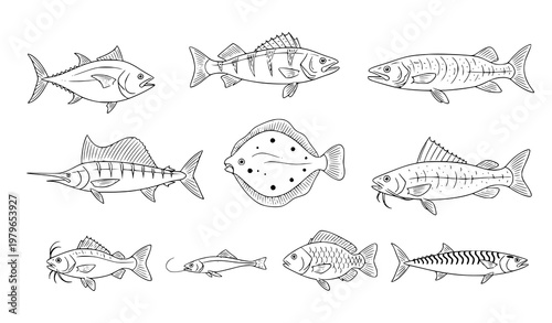 Minimal Fish Line Sketch Icons Vector Set with Freshwater and Saltwater Species