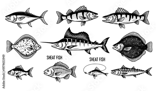 stylized vector collection of fish sketch icons displayed on a pure white background in a balanced layout. The set features tuna, perch, pike, salmon, marlin, flounder, sheatfish, carp, sprat, and mac