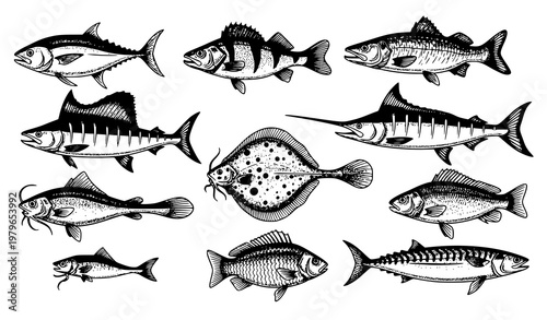 Stylized Fish Sketch Icons Set for Fishing Design Tuna Salmon Pike Vector Collection