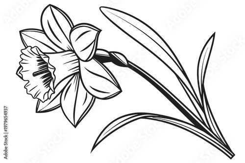 coloring page line art the daffodil flower black vector