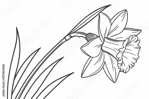 coloring page line art the daffodil flower black vector