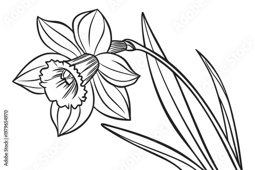 coloring page line art the daffodil flower black vector