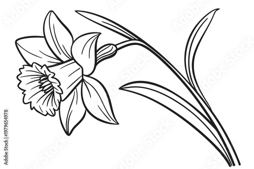 coloring page line art the daffodil flower black vector