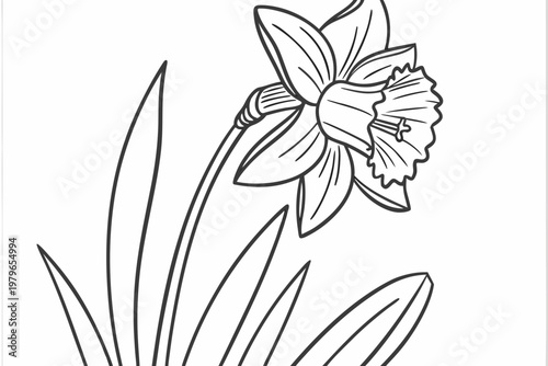 coloring page line art the daffodil flower black vector